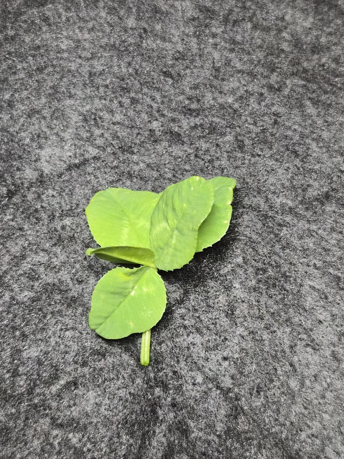 5 Leaf Clover, Yes 5 Leaf Clover I Found In My Backyard