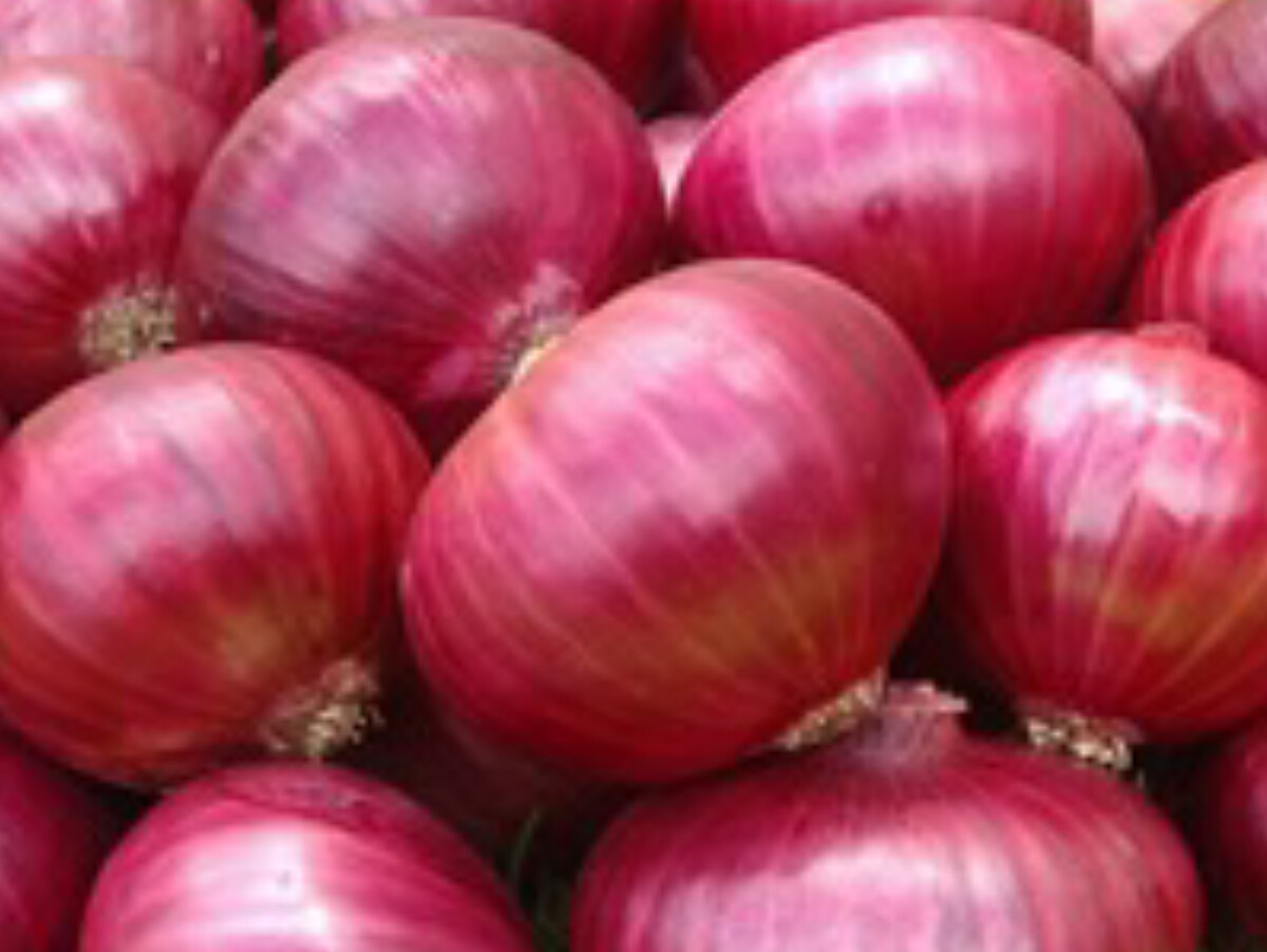 Red Creole Onion Seeds, NON-GMO, Short Day, Variety Sizes, FREE SHIPPING