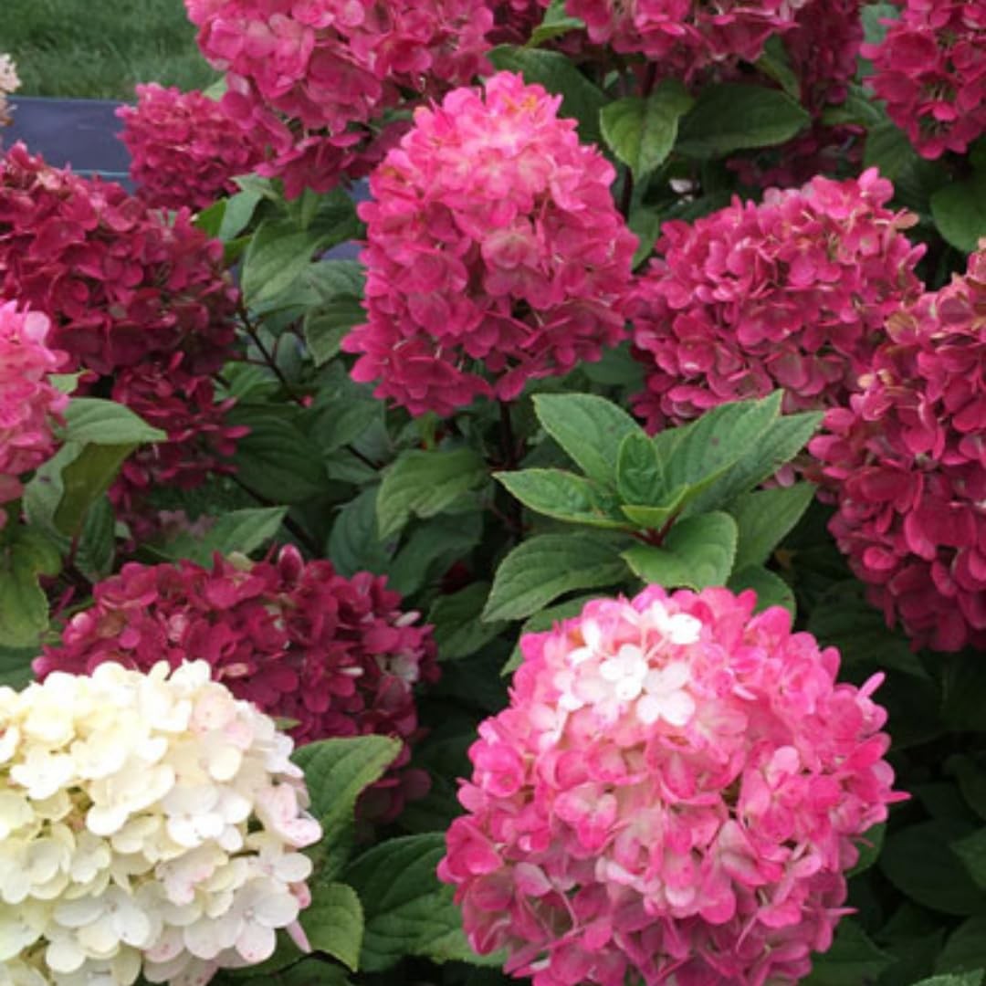 Pink to Red White Hydrangea Live Plant 5-9 Inch, Bush Shrub Color Change