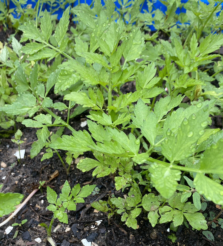 Water Dropwort Minari Japanese Parsley Water Celery Rau cần nước 10+ Bare Roots