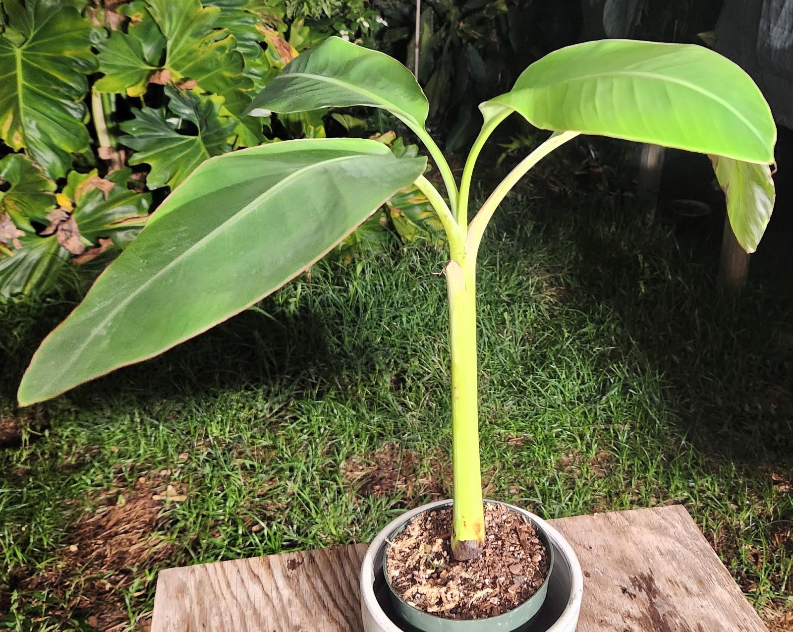 Musa Blue Java “Ice Cream” Banana Plant in 6″ Pot 17″ Tall 21″ Wide