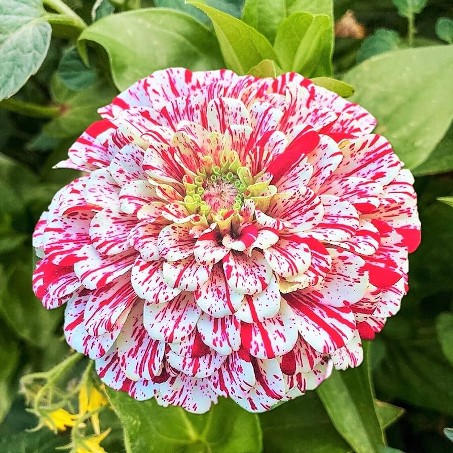 Peppermint Stick Zinnia Seeds 100+ Flower Elegans USA FREE SHIPPING ANNUAL