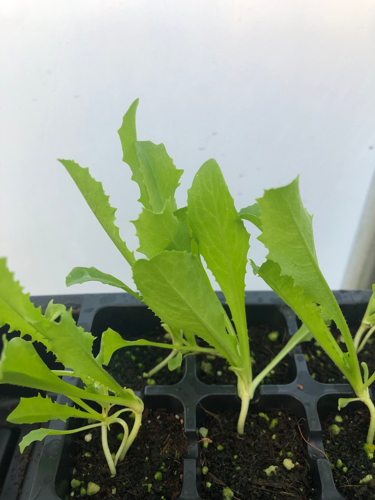 Endives Live Plant – Seedlings/Plugs and Plants – 3″- 12″ tall – 30-60+ days old