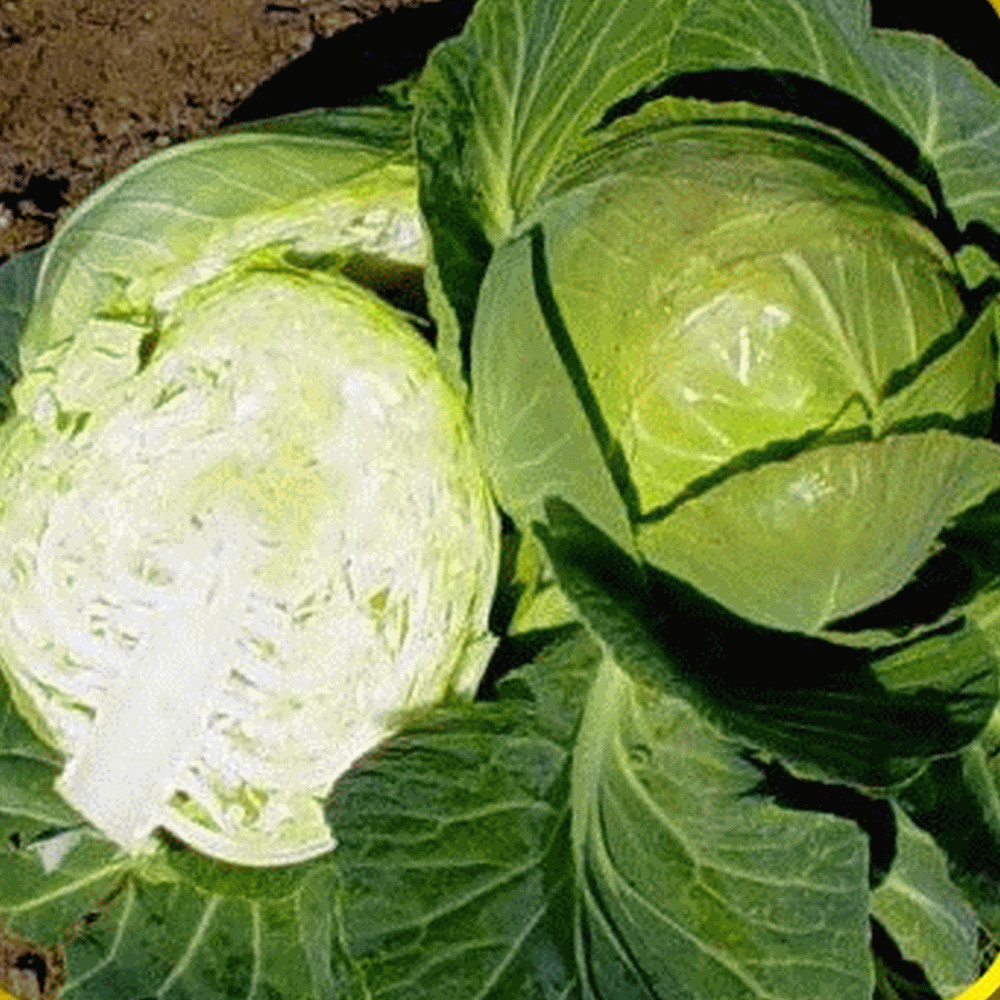 500 COPENHAGEN MARKET EARLY CABBAGE SEEDS ~ heirloomseedguy ~ 2026 ~ NON-GMO