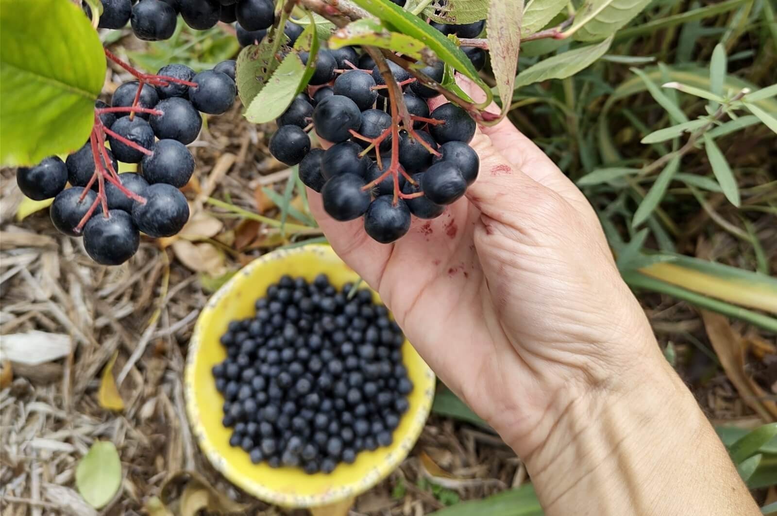 1 Black Chokeberry live rooted plant. Edible shrub Zones 3-9.