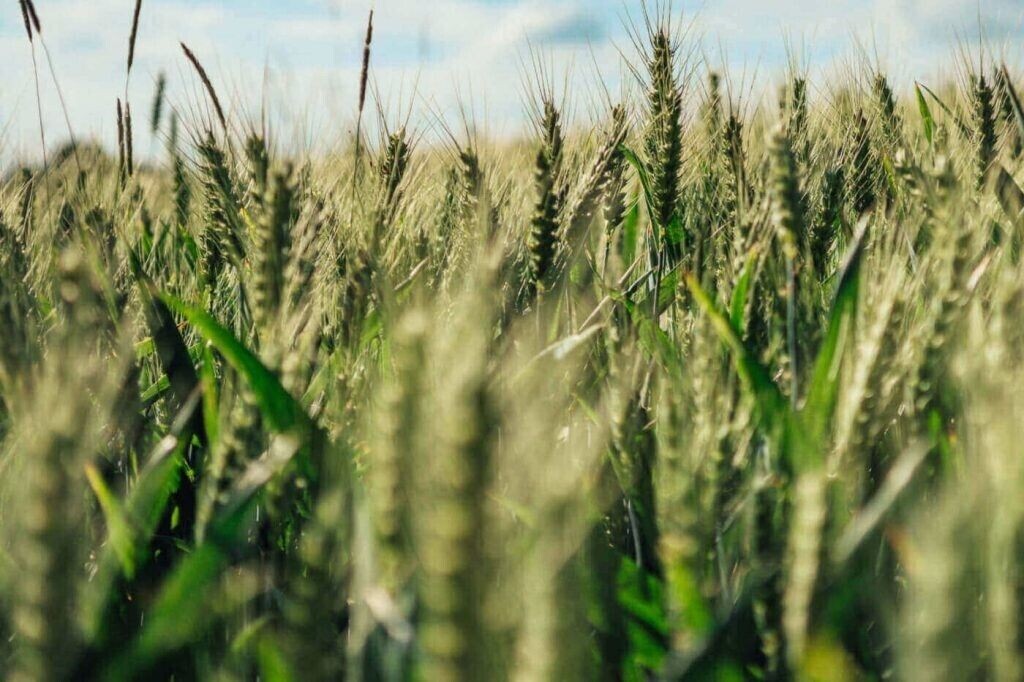 200+ Einkorn Wheat Seeds – Heirloom – Organic – Non Gmo —– THE NEW OLD WHEAT