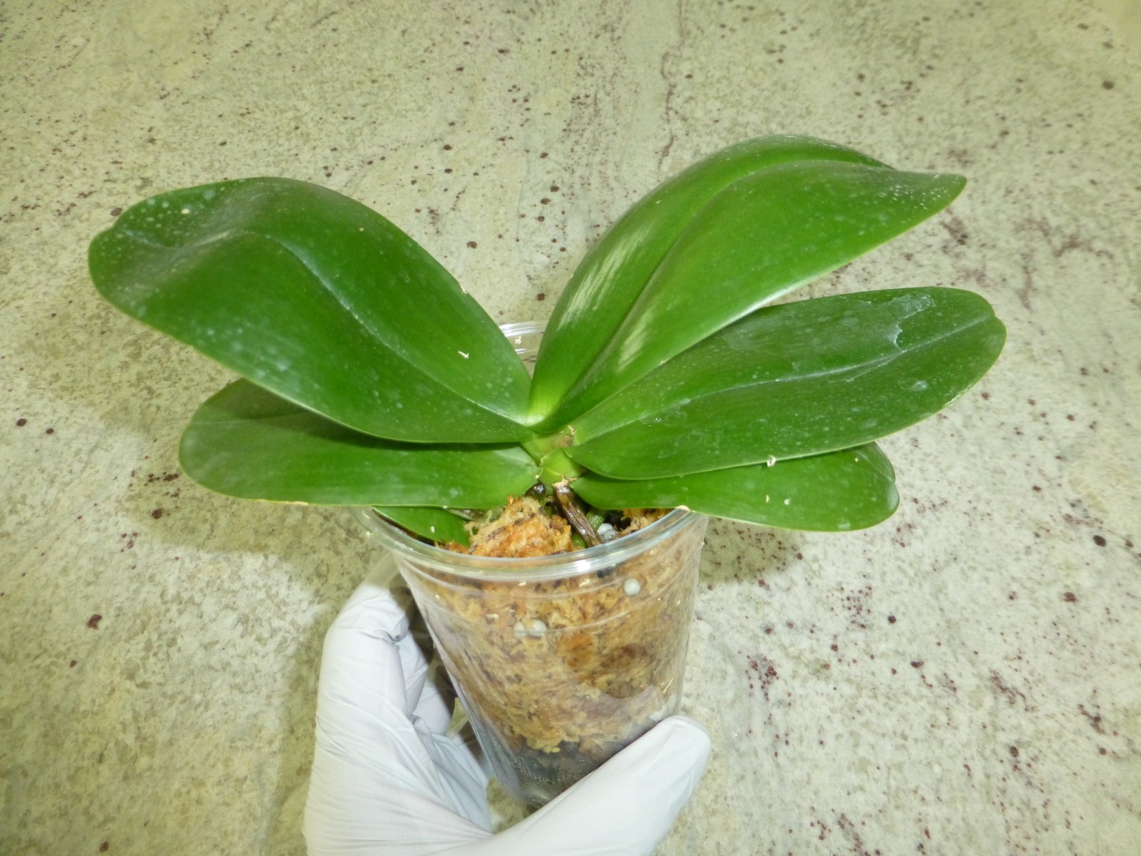 Orchid Phalaenopsis Phal. Mituo Sunrise “Snow Red” x Mituo Blue Cat In 3″ Pot