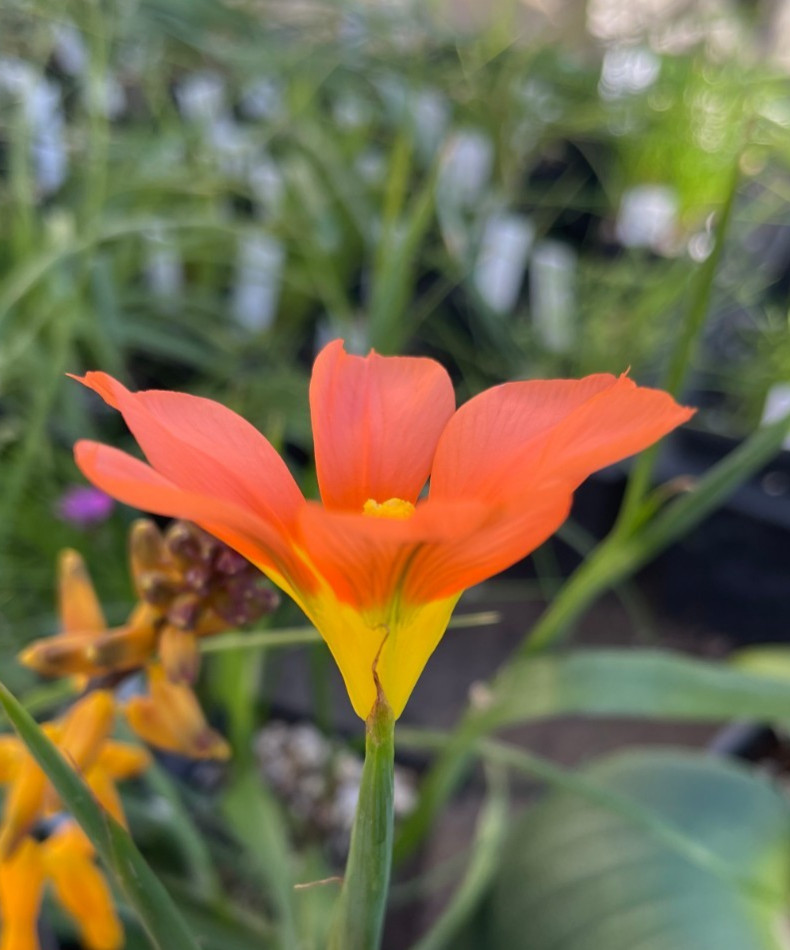 Bulbs A, CHOOSE 2: Babiana noctiflora, Gladiolus alatus, Moraea comptonii, more