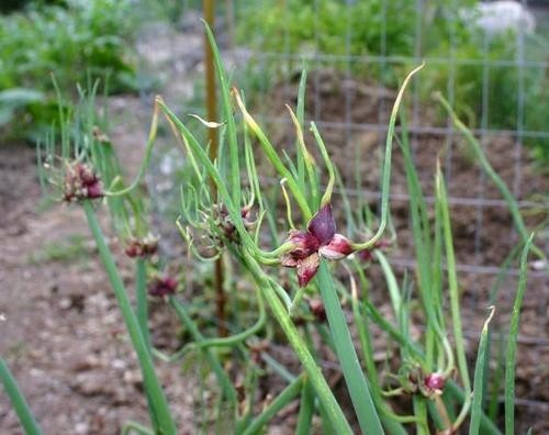 20 Egyptian Walking Onions Topset Bulbs Bulbils Bulblets- Heirloom Perennial