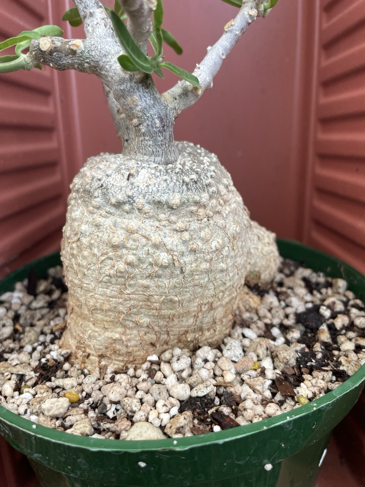 FOCKEA Edulis Live Succulent Plant Caudiciform Bonsai Tree Hottentot Bread Large
