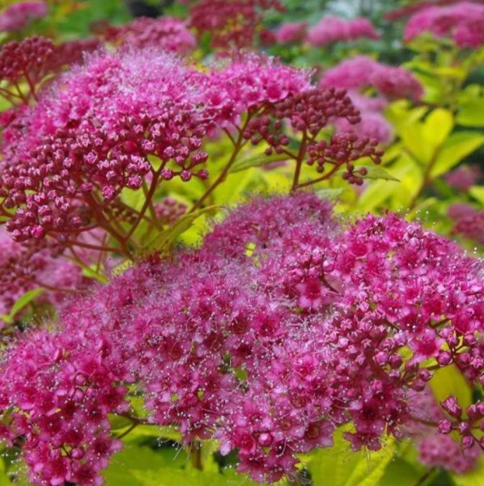 Magic Carpet Spirea – Set 10 Unrooted Cuttings – 6-8″ Long – zones 4–9