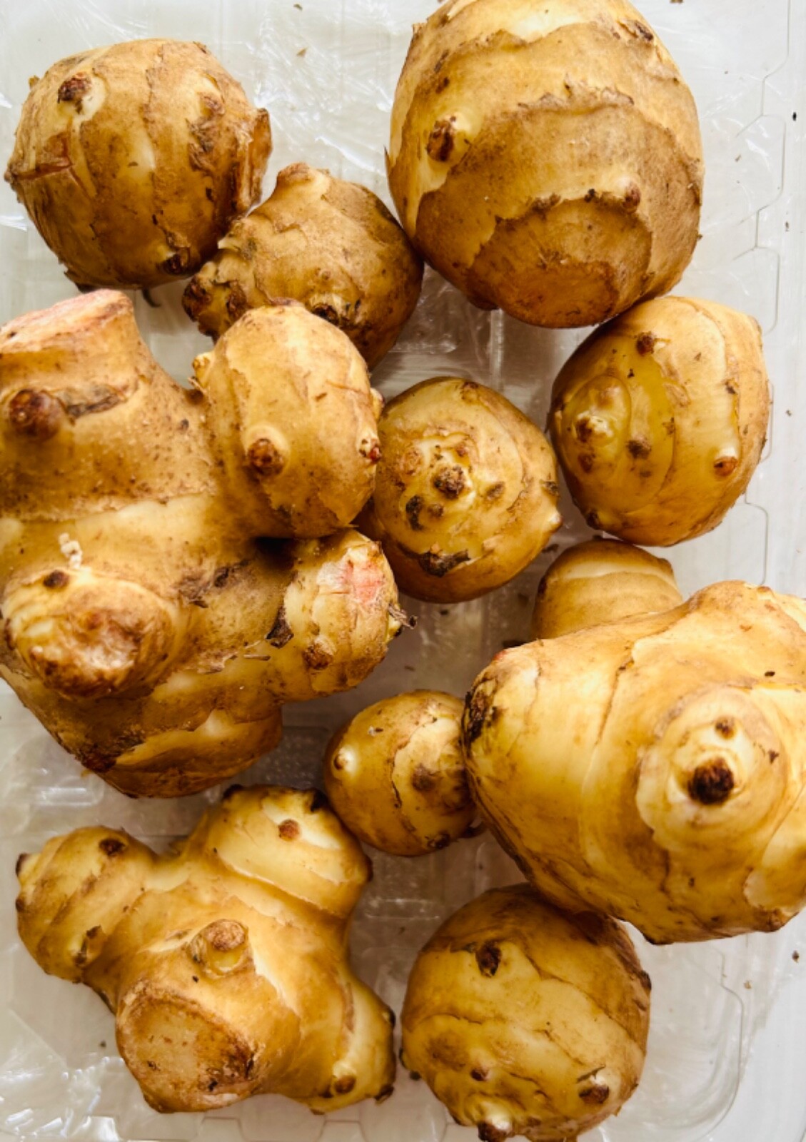 White Mammoth Sunchoke / Jerusalem Artichoke – Helianthus tuberosus,Edible