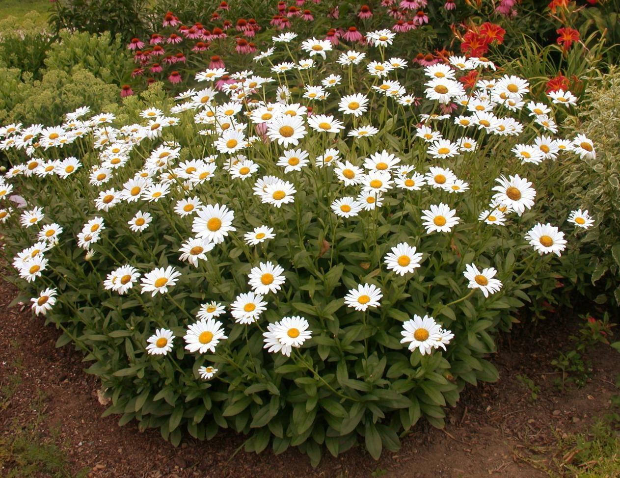 Shasta Daisy Seeds | Classic White Daisies Wildflower Perennial Flower Seed 2025
