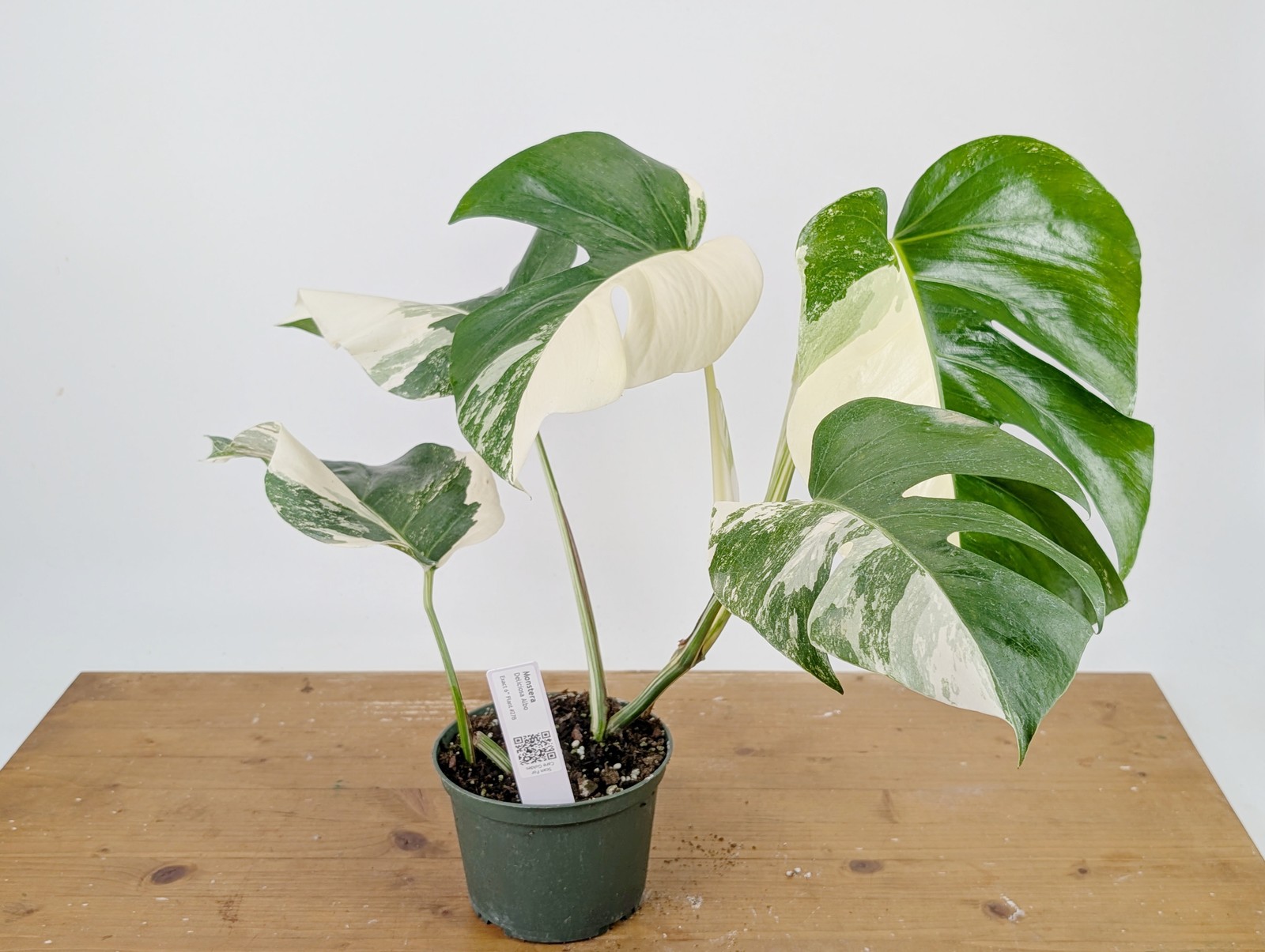Monstera Albo Borsigniana Variegata – Exact Plant #26B – 6″ Pot