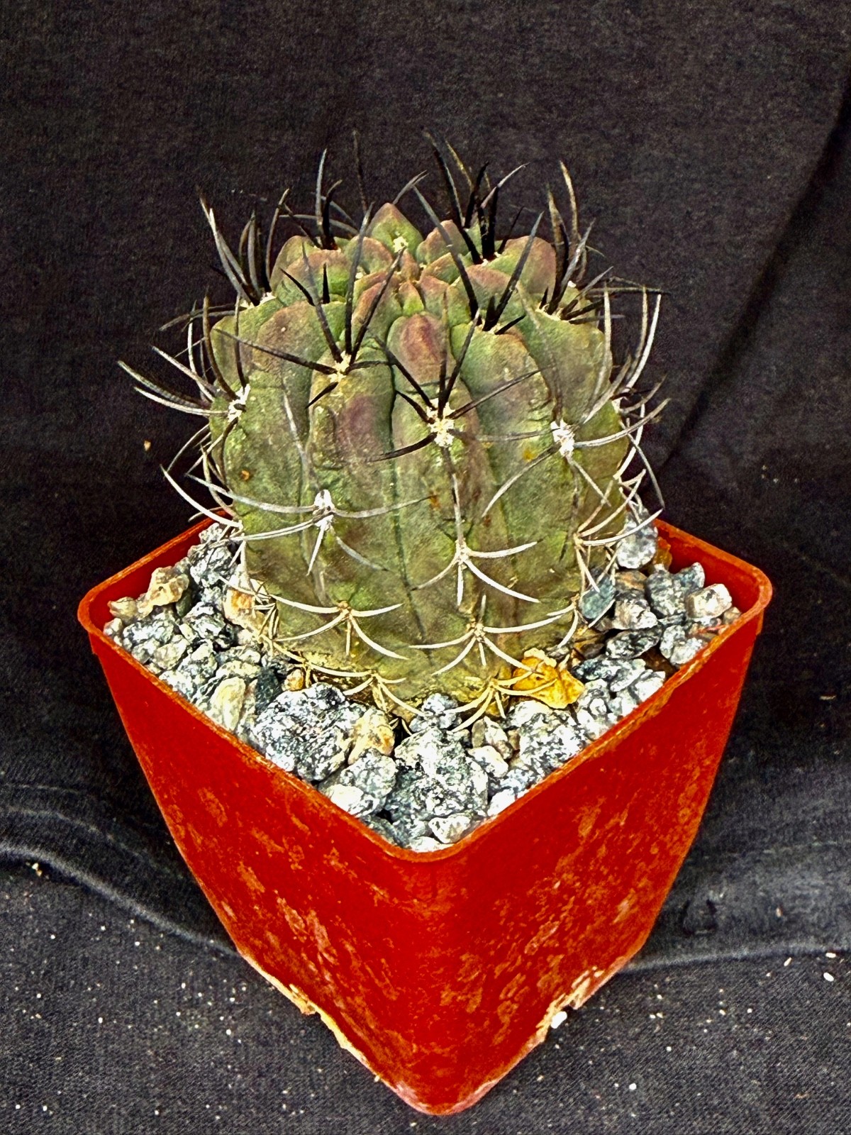 Neochilenia jussieui, cactus plant