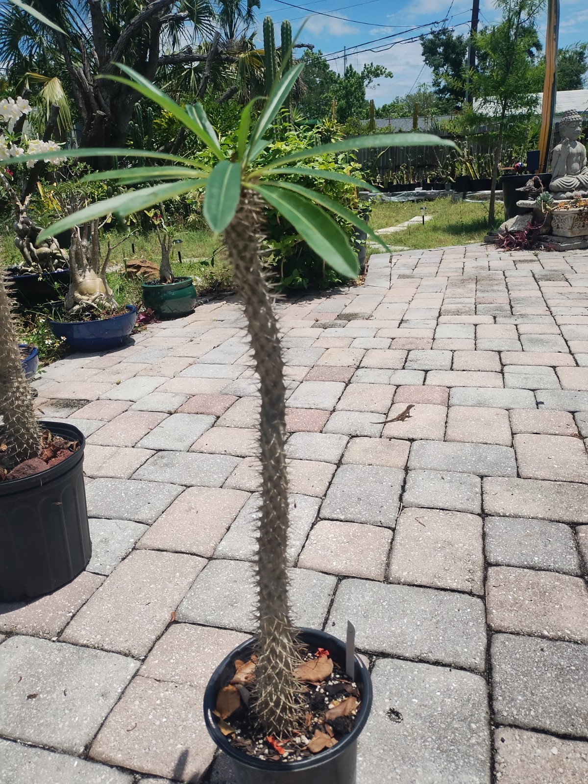 Pachypodium lamerei ‘Madagascar Palm, 25 Inches Tall. Plant #2