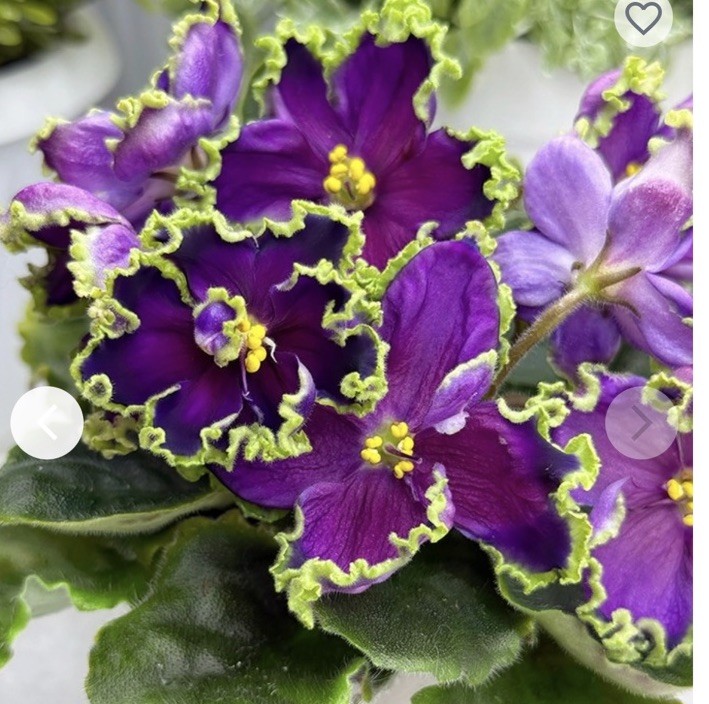African Violet PLANT ~ AV- Polet Valkiriy(Ride of the Valkyries) Starter Rare