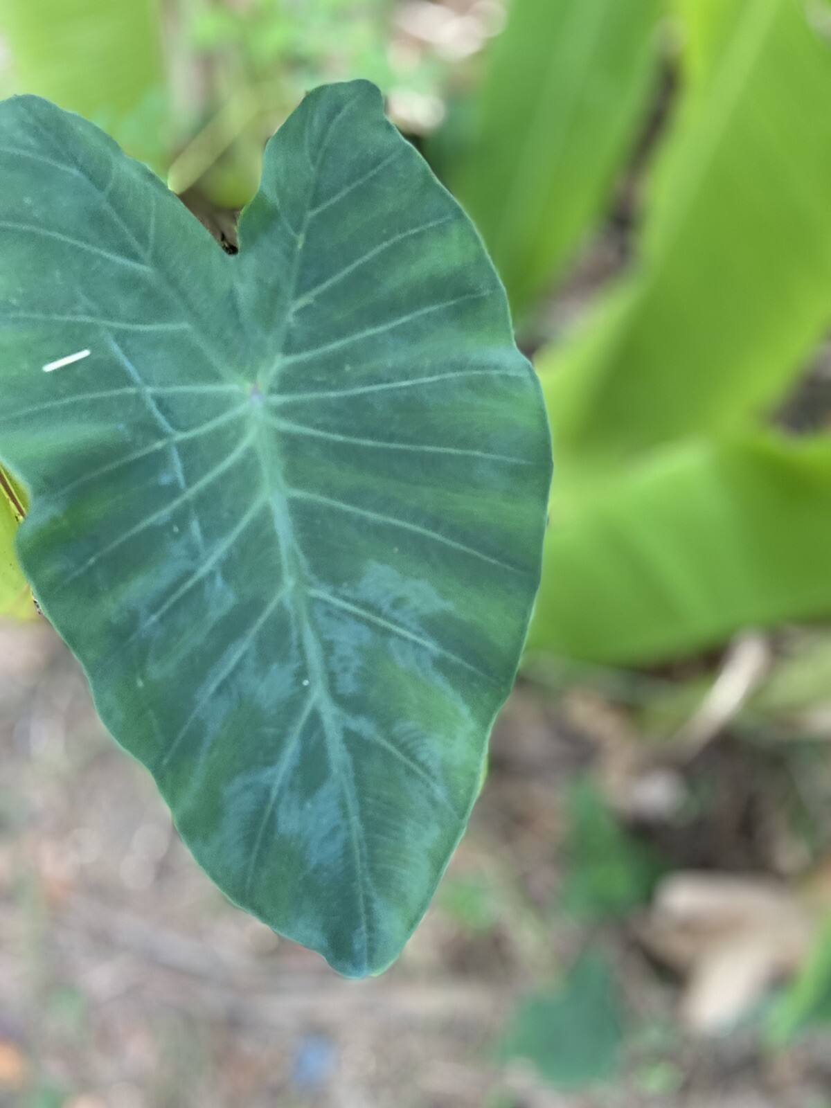 Running Elephant Ears. Multiply Fast This Is For “2’’ Plants
