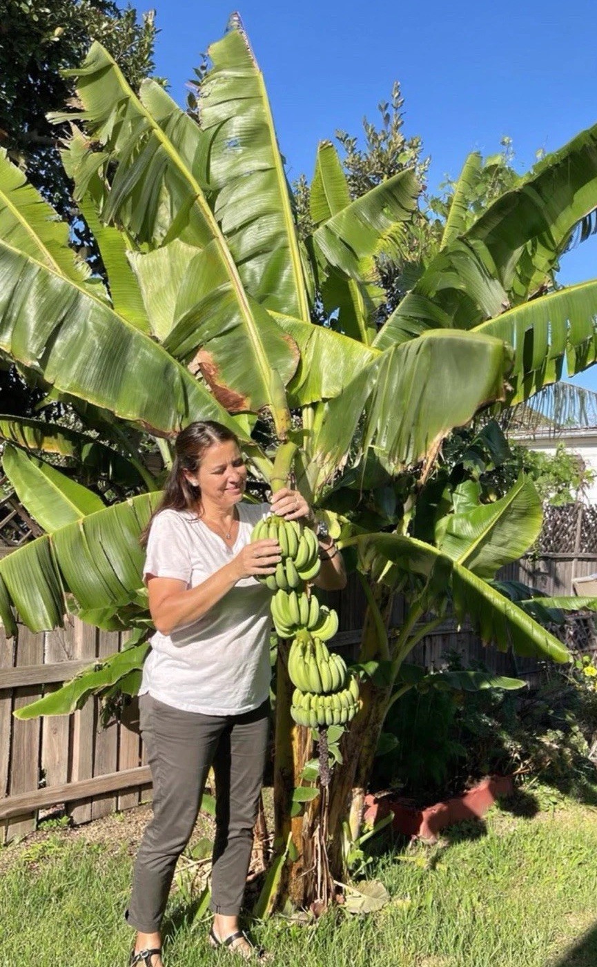 Live Banana Tree Bulb Williams Hybrid Full Size Giant Cavendish Banana Plant