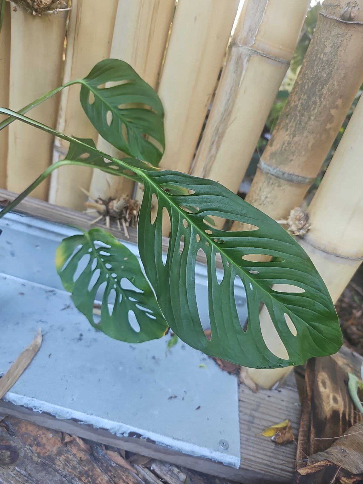 Monstera Adansonii Large Matured Top cutting rooted Live Plant W/ Flower