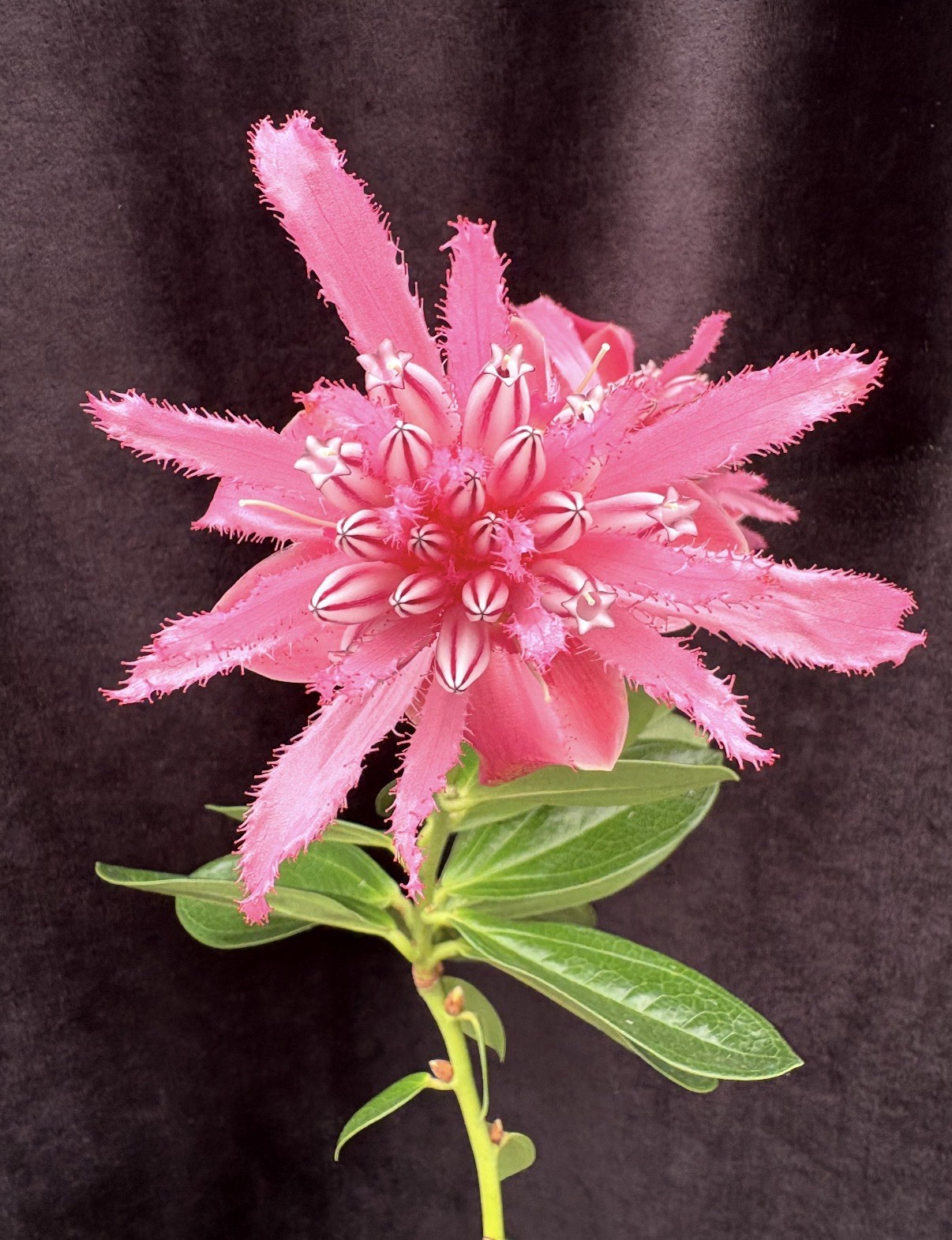 Cavendishia adenophora Pink BS Neotropical Ericaceae 4.5” Pot Tasty Berries