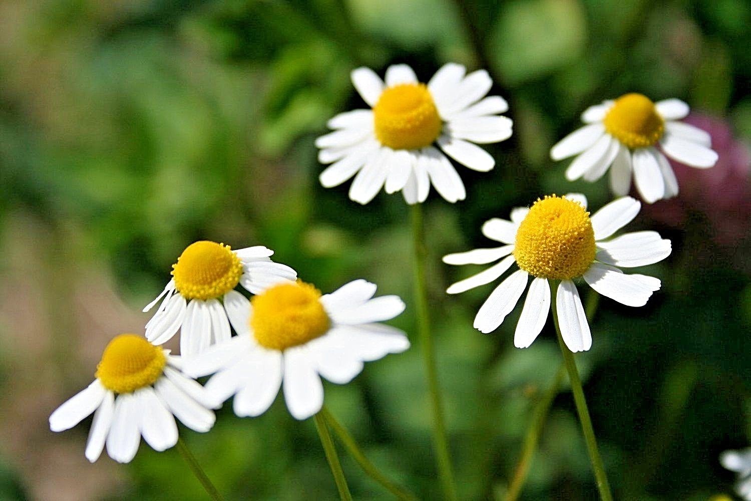 2000+Common German CHAMOMILE Flower Seeds Organic Herb Tea Garden Container Easy