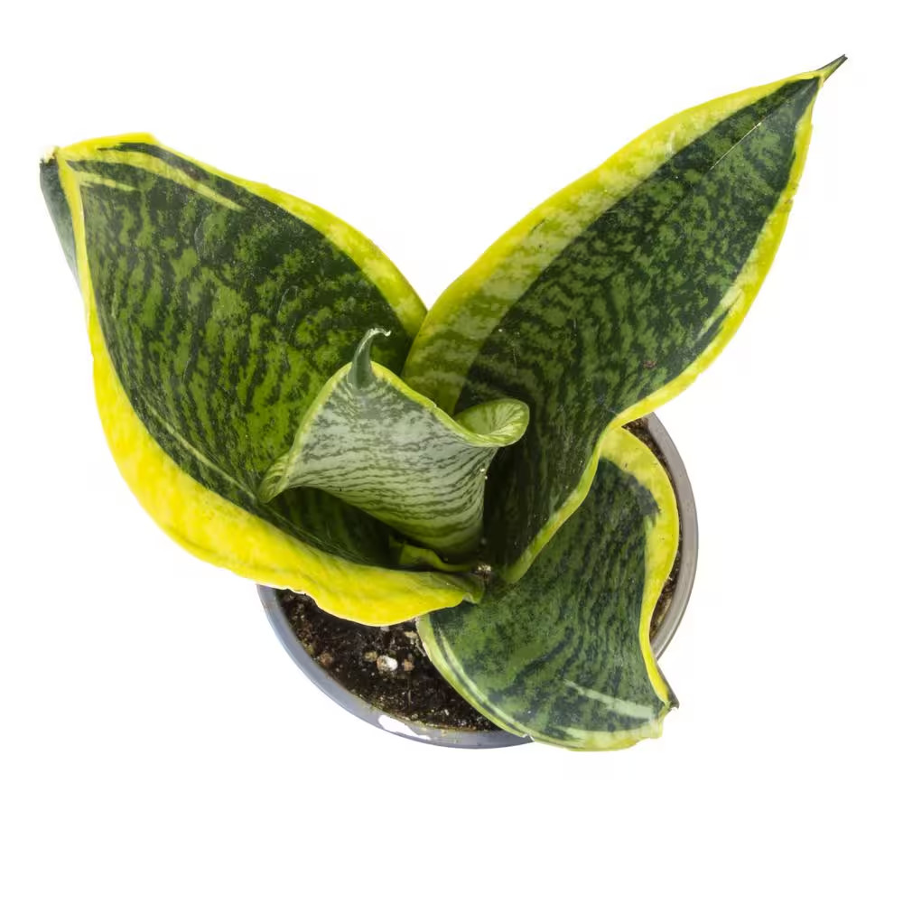 Green and Yellow Variegated Live Snake Plant (Sansevieria Superba) Air Purifying