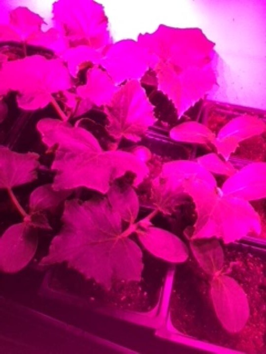 1 Live Plant – Vegetable – Cucumber Seedling Plants 30 days old, 2″ to 4″ tall