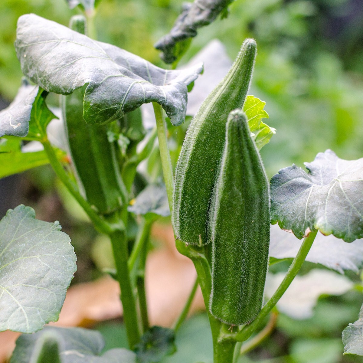 1/4 Lb Emerald Okra Seeds – Everwilde Farms Mylar Seed Packet