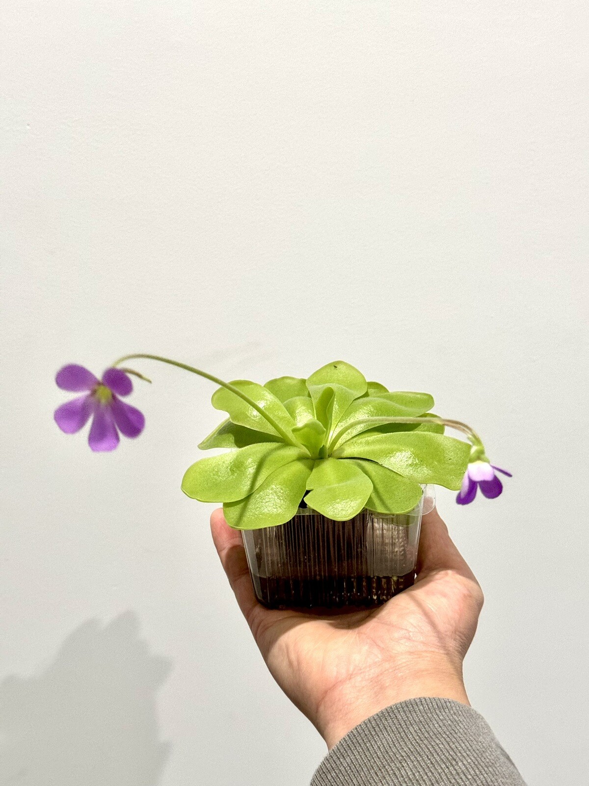Carnivorous Pinguicula Butterwort – Your Natural Pest Control Hero! Easy to grow