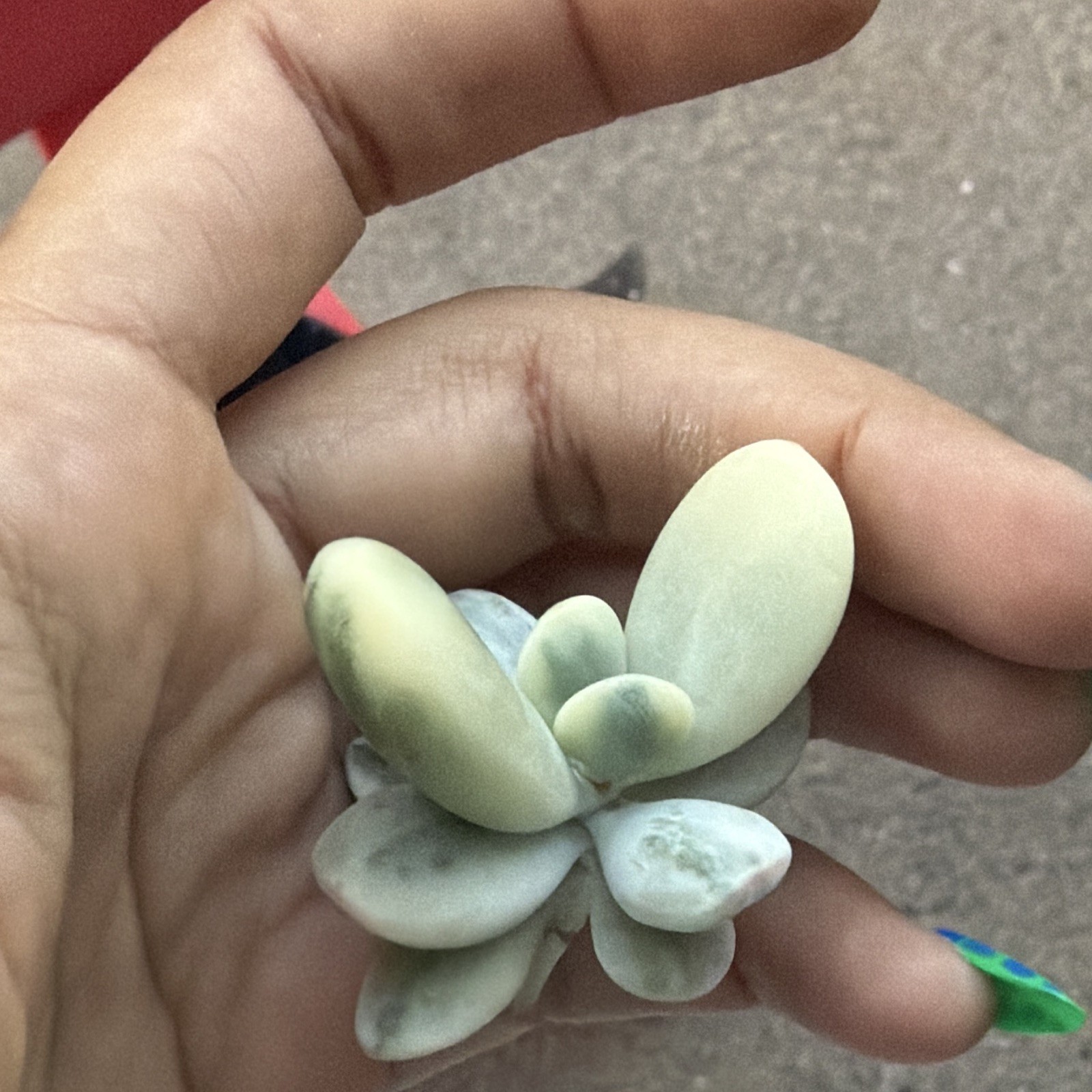 Cotyledon Orbiculata Succulent Cutting/Leaf Gray-Green, Drought Resistant