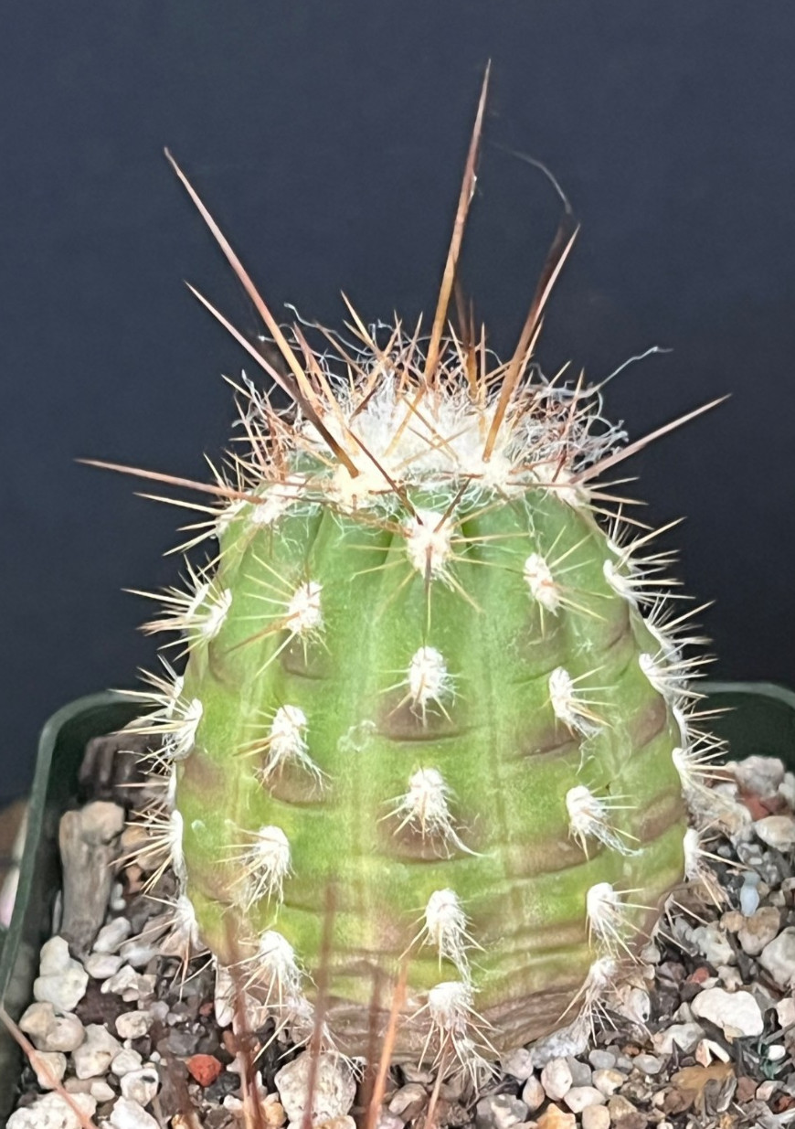 Oreocereus variicolor KK887 locality UNIQUE PHENOTYPES Rare Cactus Seed-Grown