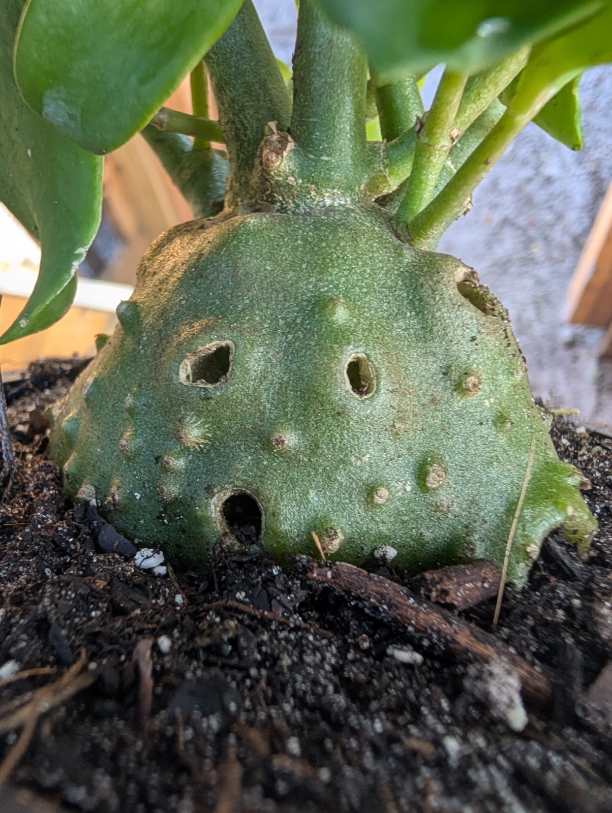 Large Rare Ant Plant Hydnophytum papuanum Caudex Plant 6″ Pot Maze Odd Epiphyte