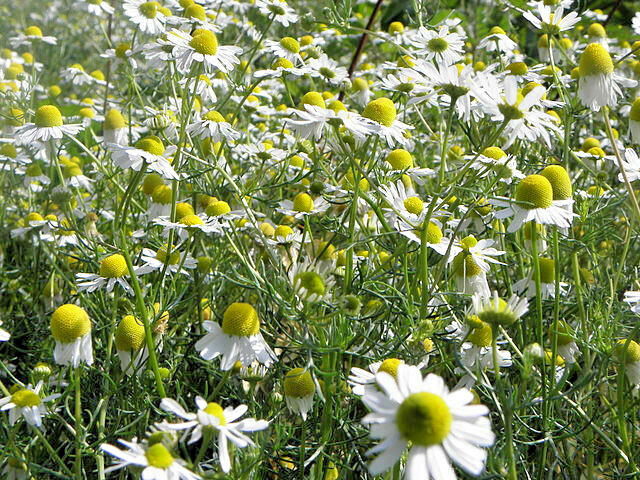 ROMAN CHAMOMILE 100 SEEDS, HERB, SLEEP, CALMING, HEALING, CHAMAEMELUM NOBILE