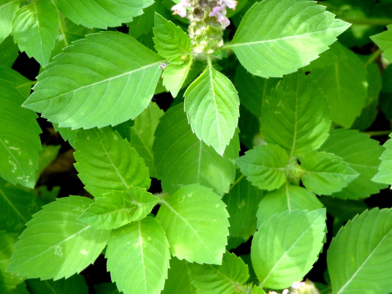 Kapoor Tulsi Holy Basil Ocimum sanctum 200seeds Edible Medicinal 2025 Organic