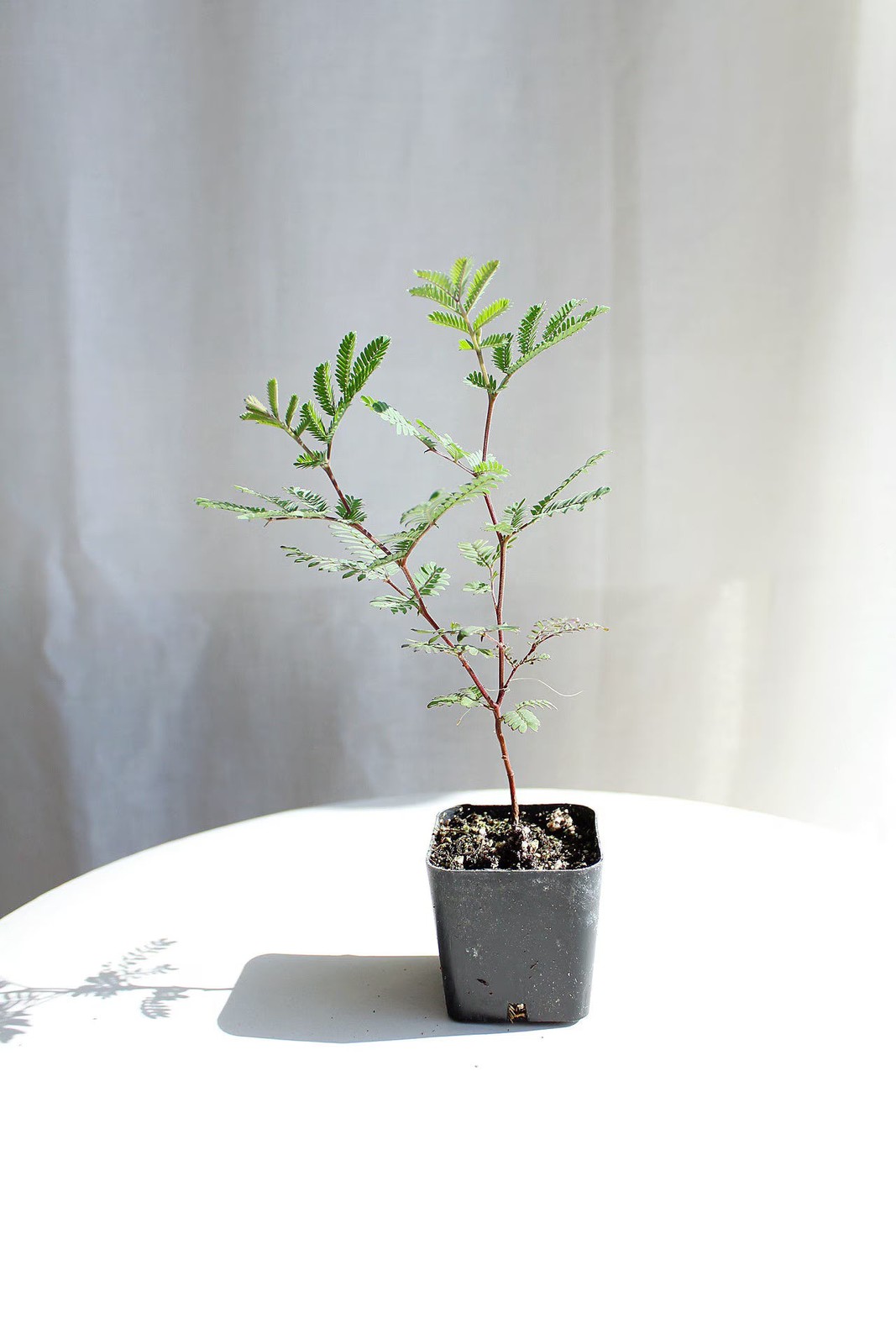 Purple Leaf Acacia Starter Plant– Drought-Tolerant Weeping Starter Tree