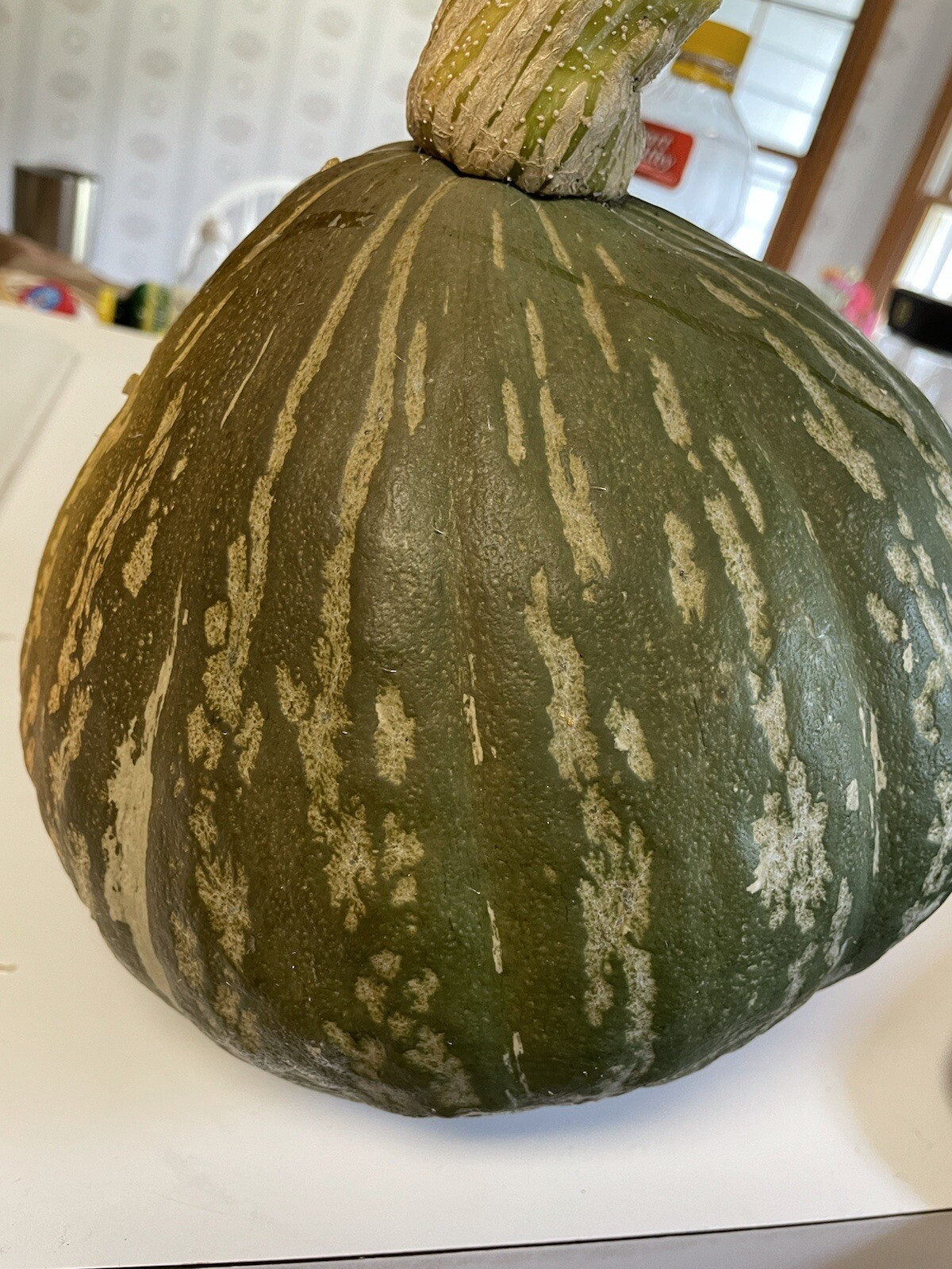 15 Lakota Squash   Japanese Kuri  Pumpkin  Squash  Seeds 2022 fall fresh seeds