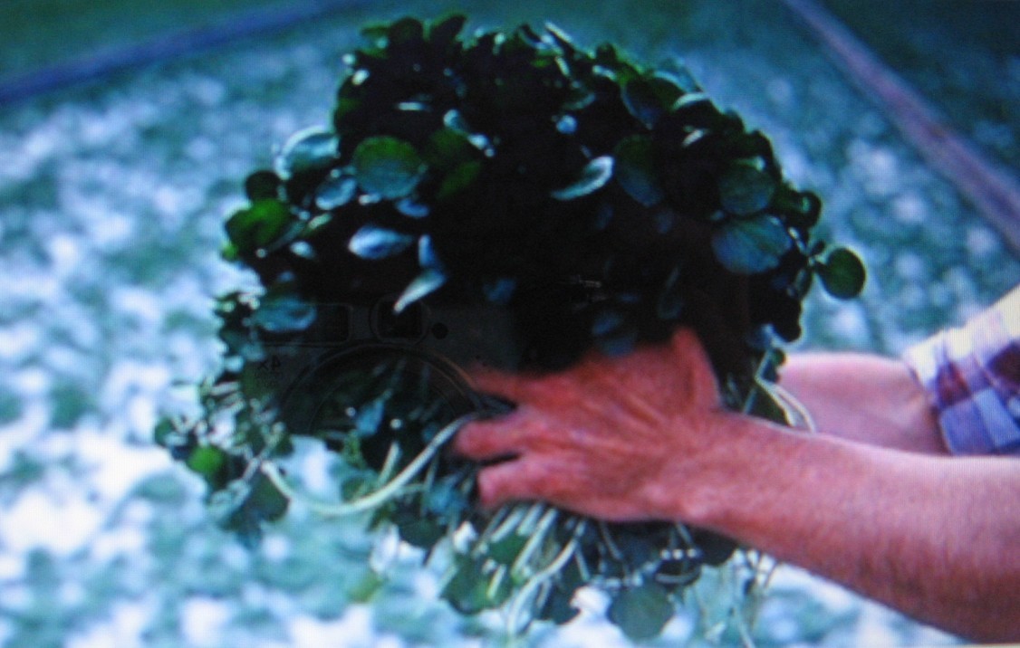 CRESS* WATERCRESS* 100 SEEDS*