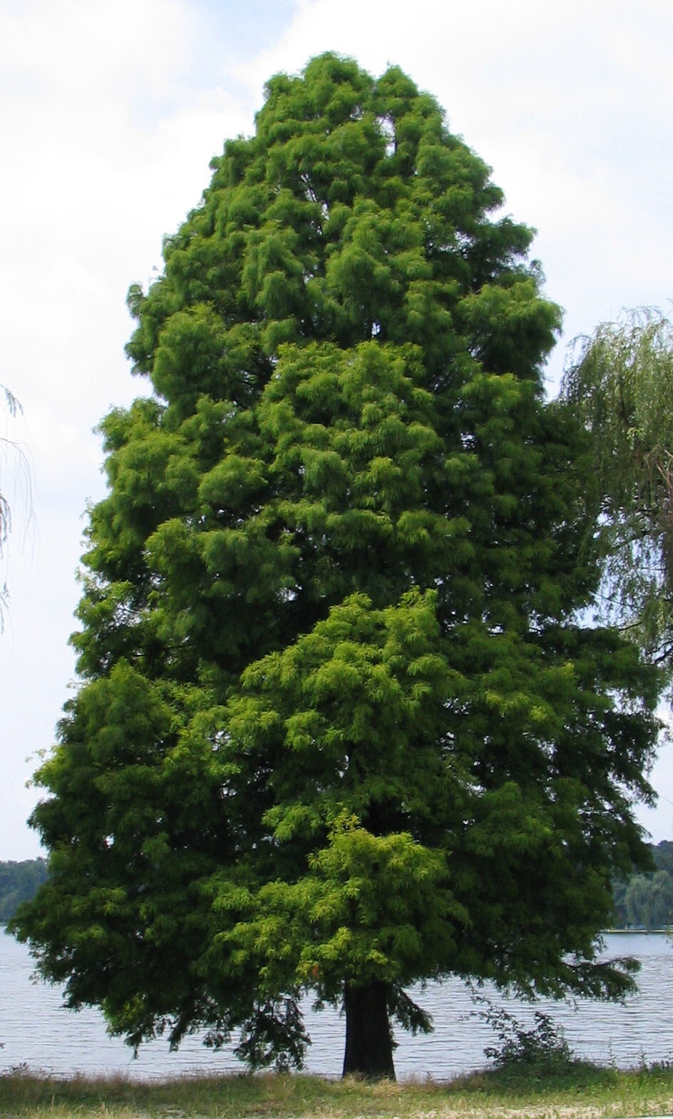 Northern Bald Cypress Tree | Premium Seeds | Taxodium distichum Summer | Plants’