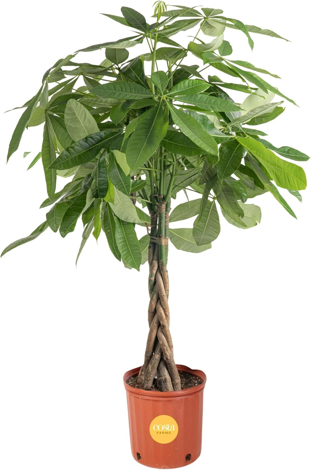 Money Tree, Large, Live Indoor Plant, Easy to Grow Pachira House Plant Gift, Hom