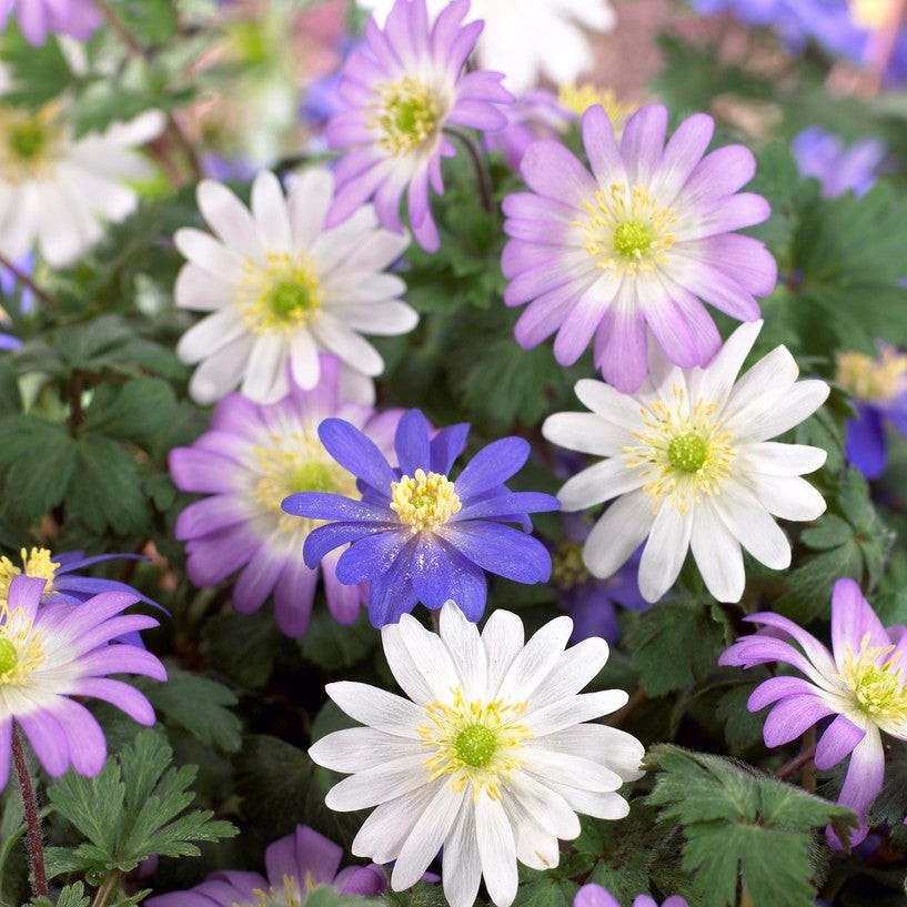 Anemone Blanda Flutter Mix 60 Plant Bulbs, Spring Flowers Bloom in Sun