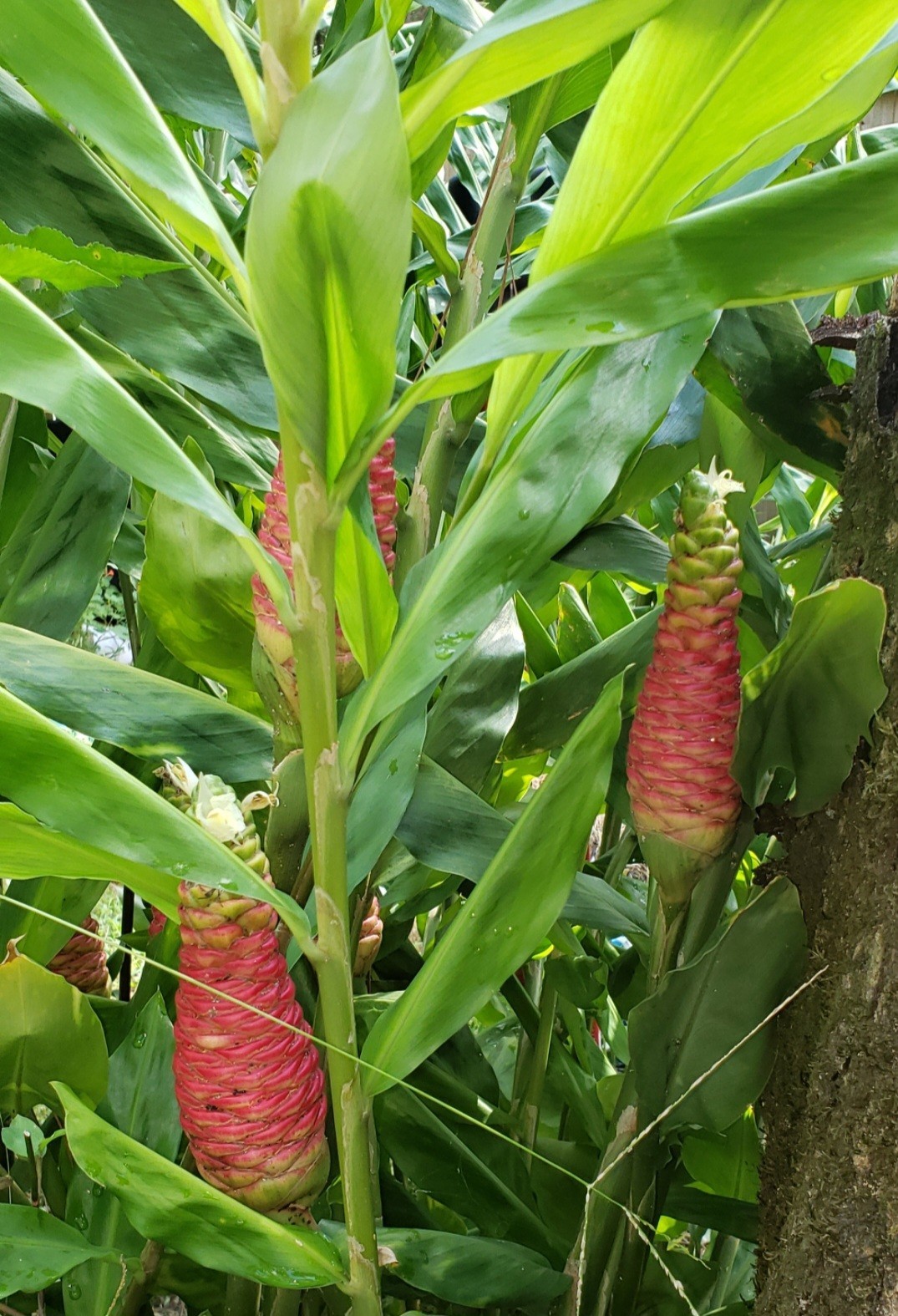 Pinecone Ginger 5 Rhizomes Shampoo Ginger