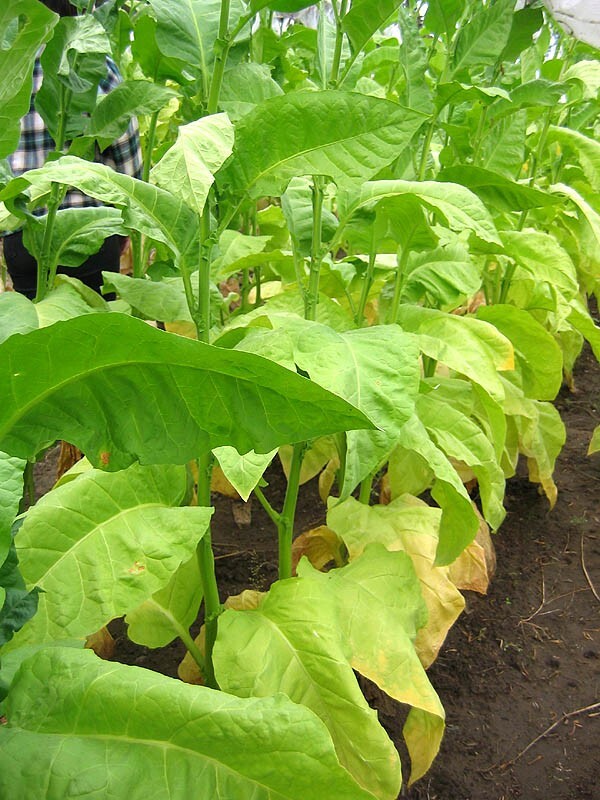 1000 Ainaro Tobacco Seeds ~ Dark Sun Cured Heirloom Non-GMO Nicotiana Tabacum