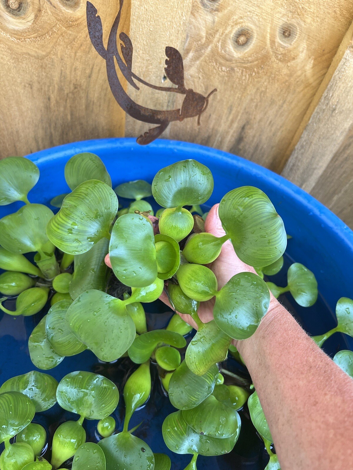 (15) Water Hyacinth Koi Pond Floating Plants Rid Algae LARGE Jumbo Purple 6”