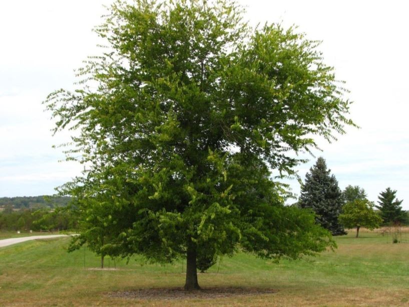 Celtis laevigata (Sugar Hackberry) 10 Unrooted Cuttings