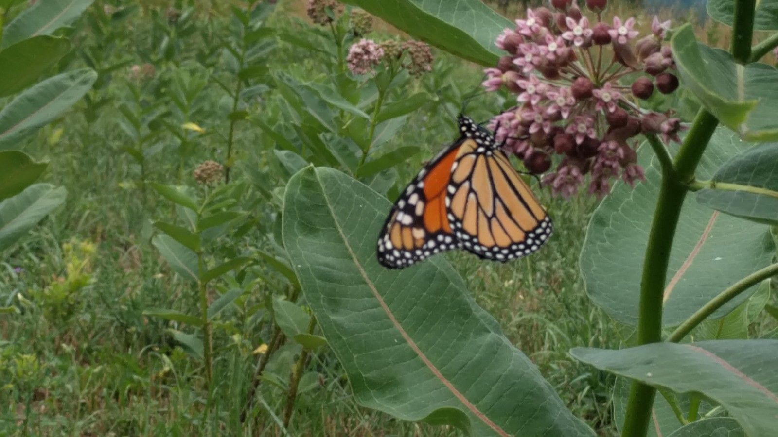 9 Common Milkweed Clay Seed Balls Asclepias syriaca 2023 Organic