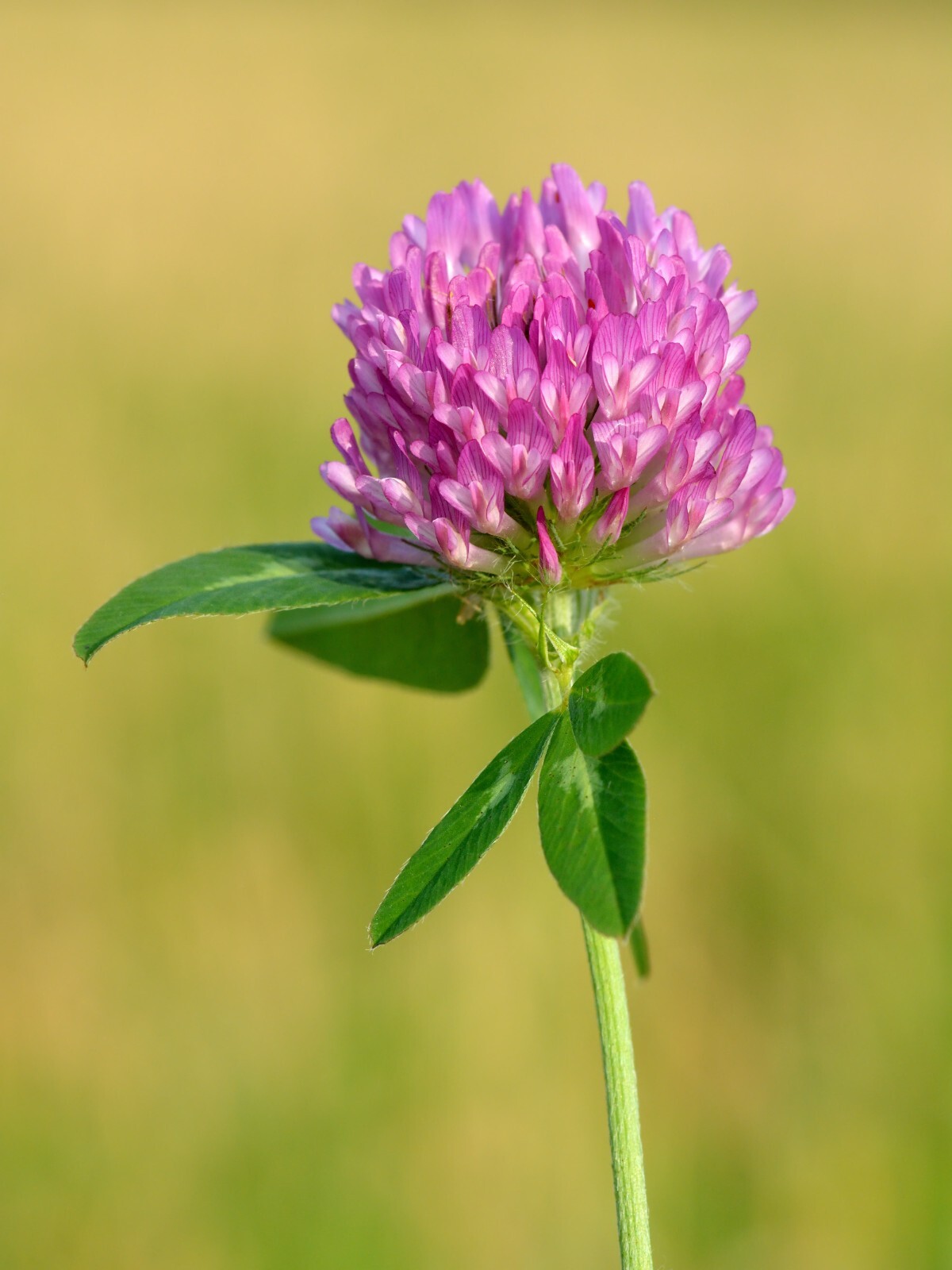 1000 Mammoth Red Clover Seeds – Trifolium pratense Mammoth – Non-GMO Seeds
