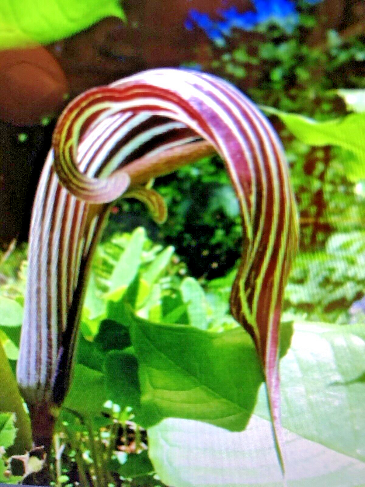 ARISAEMA FARGESII -1 Cobra Lily Bulb with Growing Shoot and Well Developed Roots