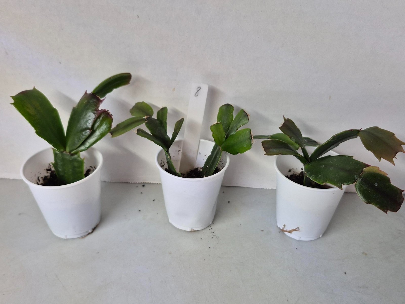 Lost tags – 3 pots – # 8 Thanksgiving/Christmas Cactus Schlumbergera