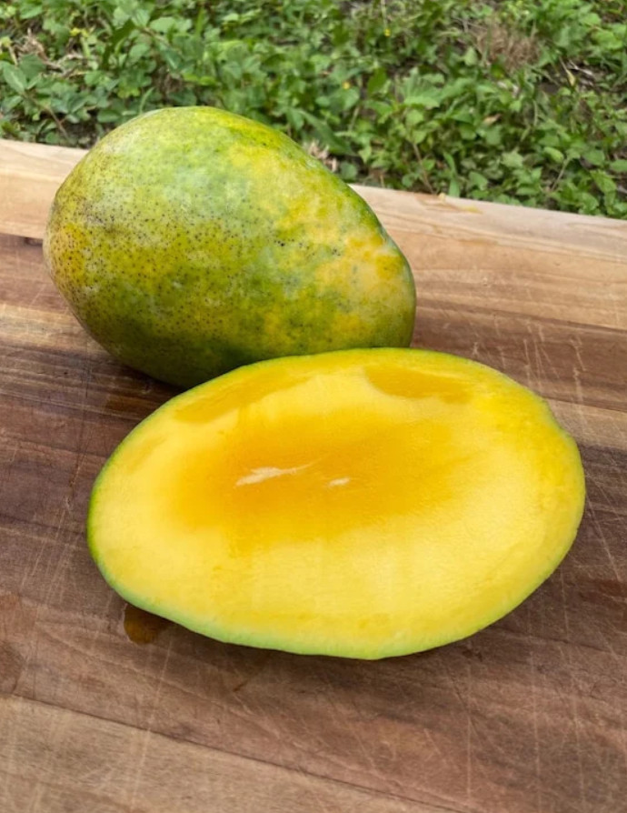 Live Grafted Pineapple Pleasure Mango Tree – 3 Gal Pot – Fruit Tree – No Ship CA